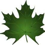 Green Maple Leaf