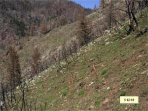 post_fire_seven_month