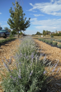 Lavender Planted With Planter's Kit - Berthoud, CO