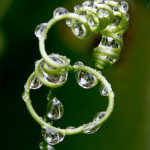 Curly Passion-Vine-and-raindrops