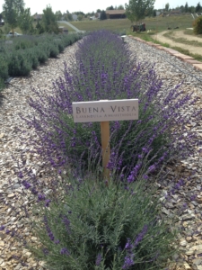 Lavender Planted With Planter's Kit - Berthoud, CO