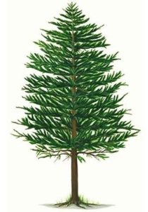 Pine Tree